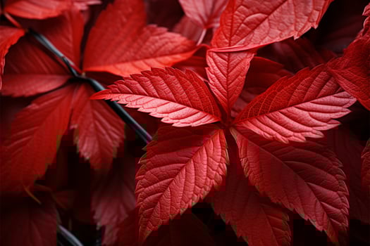 A reddish leaf in the style of lively, vibrant stage hues AI Generated photo