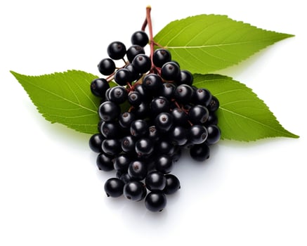 Photo of Elderberry isolated on white background. Generative AI