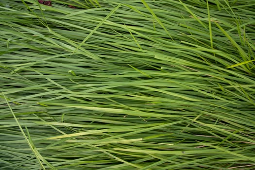 Green long grass pattern texture can be used as a natural background wallpaper photo
