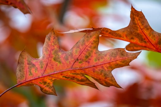 colorful leaves in autumn photo