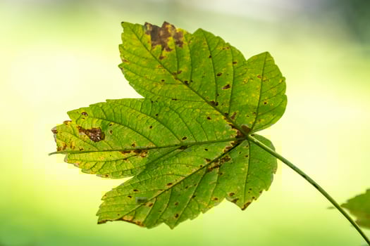 green leaves in autumn photo