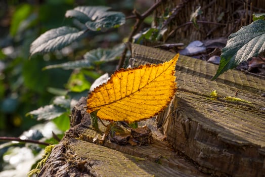 colorful leaves in autumn photo