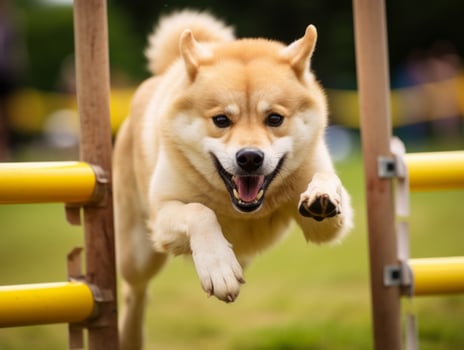 Spirited dog racing through an agility course AI Generative photo
