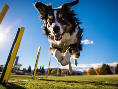 Spirited dog racing through an agility course AI Generative photo