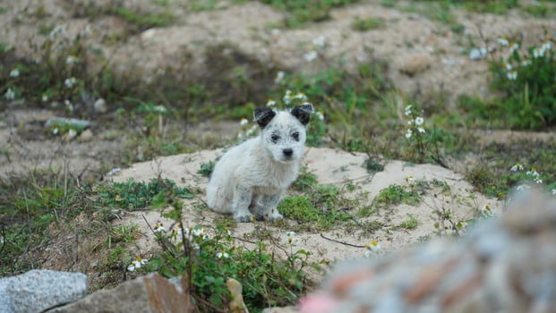 The cute wild dogs living in the farm of the village photo