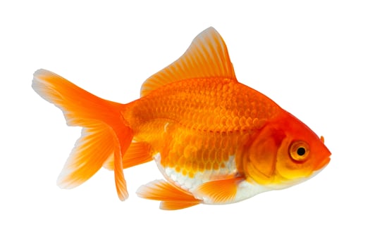 Oranda goldfish isolated on white background close up photo