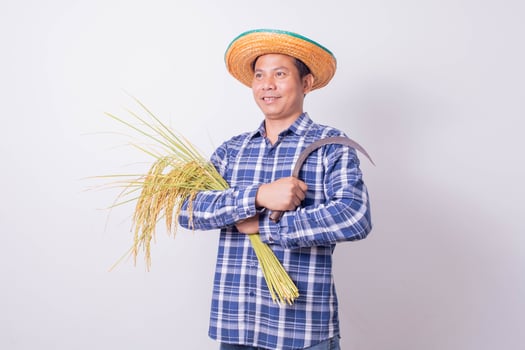Asian farmer in a striped shirt holding a sickle and harvesting rice grains on a white background. photo