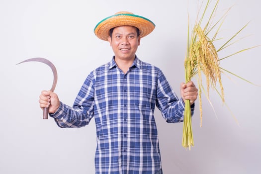 Asian farmer in a striped shirt holding a sickle and harvesting rice grains on a white background. photo