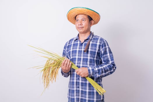 Asian farmer in a striped shirt holding a sickle and harvesting rice grains on a white background. photo