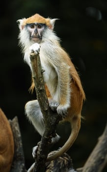 Portrait of Patas monkey in zoo photo