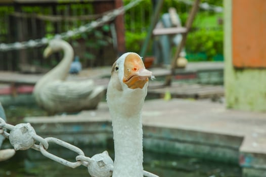 Domestic Goose on a farm. Close up image of a goose head photo