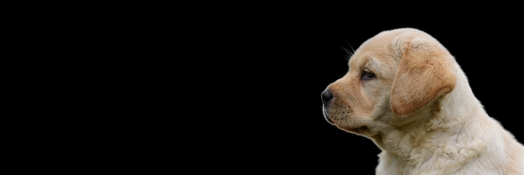 Portrait of Labrador puppy isolated on a black background. Photo with copy space.