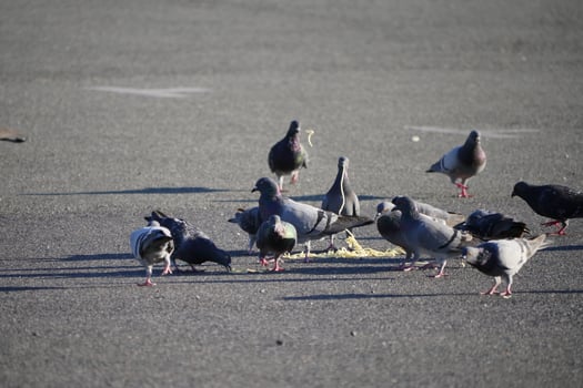 a group of pigeons are eating noodles photo