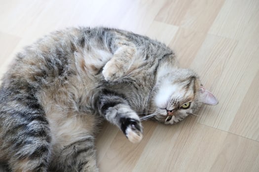Adult Tabby Cat photo