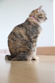 Adult Tabby Cat photo