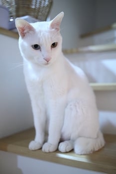 Khao Manee Cat photo
