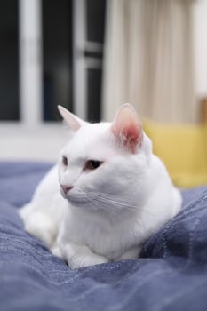 Khao Manee Cat photo