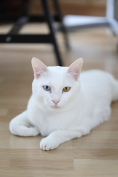 Khao Manee Cat photo