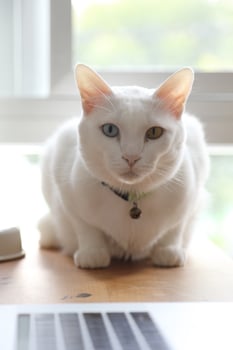 Khao Manee Cat photo