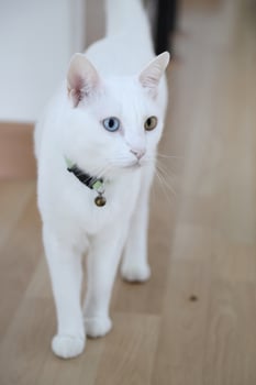 Khao Manee Cat photo