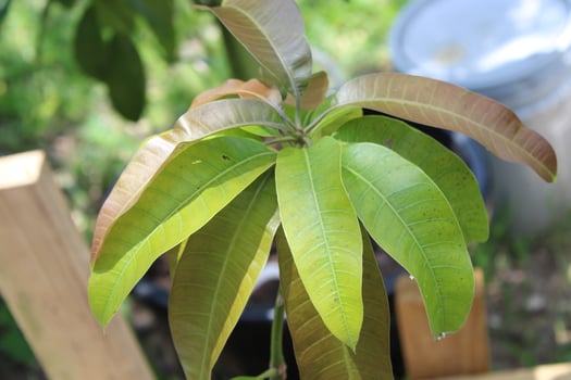 Lush Green Tropical Plants Growing In A Garden photo