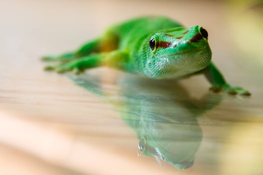 lizard close up photo