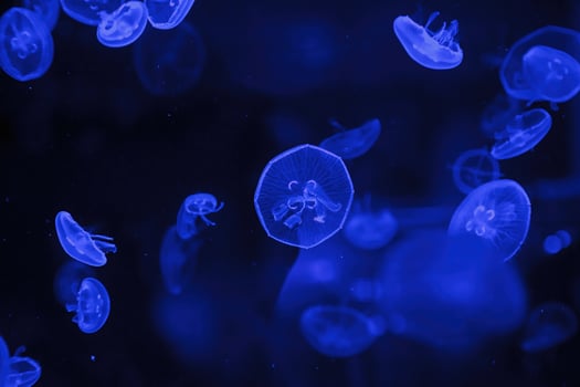 macro photography underwater jellyfish photo