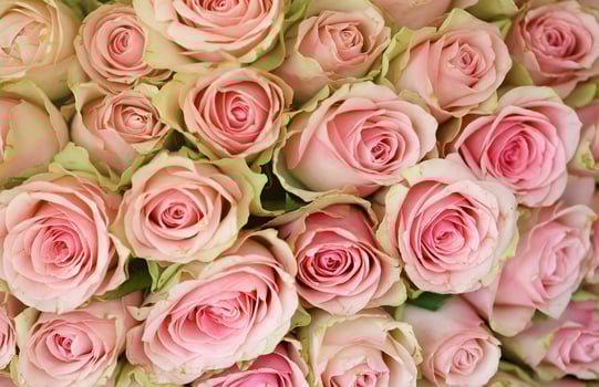 Bouquet of colorful roses as background, closeup. Pink flowers photo
