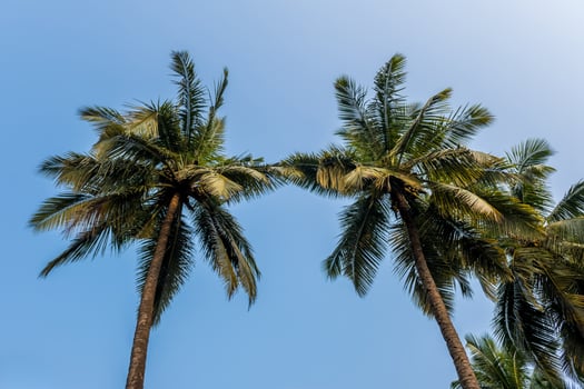 coconut trees palms against the blue sky of India photo