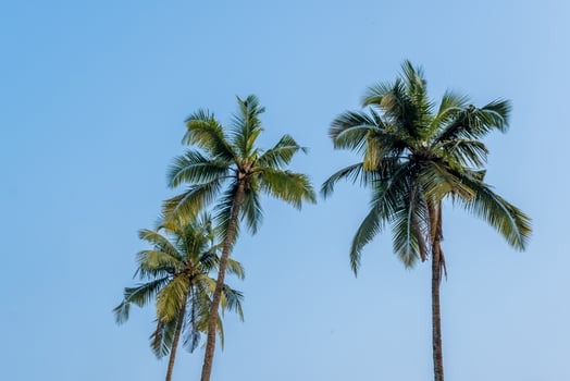 coconut trees palms against the blue sky of India photo