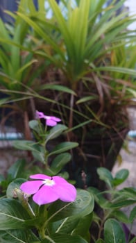 Beautiful nature photography photo