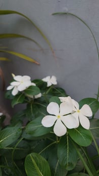 Vinca white rosea. Catharanthus roseus Madagascar periwinkle White flower. photo