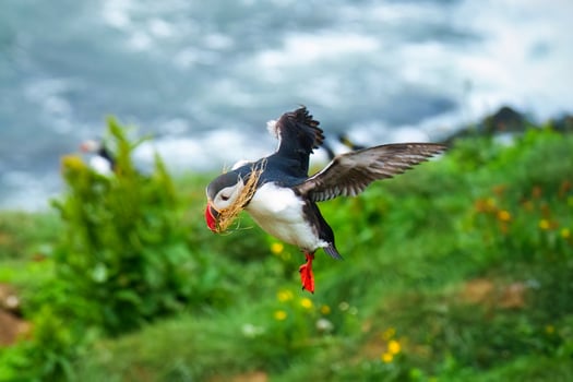 Atlantic puffin flying and foraging in Ocean on summer photo