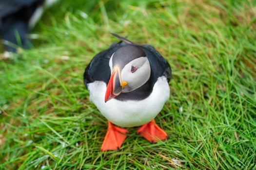 Atlantic puffin living on cliff of Atlantic Ocean during breeding season photo