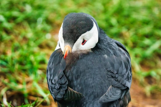 Atlantic puffin living on cliff of Atlantic Ocean during breeding season photo