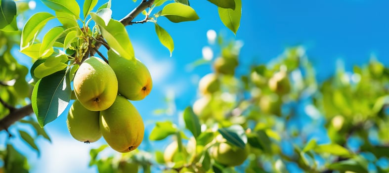 AI Generated Pear tree branches, leaves and fruit close up, view from ground, blue sky background. Harvest season photo