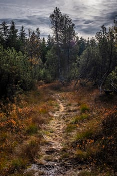 walk through the bog in the Fohramoos European Protection Area photo