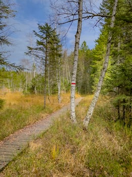 walk on boardwalk through the Fohramoos European Protection Area in Austria photo