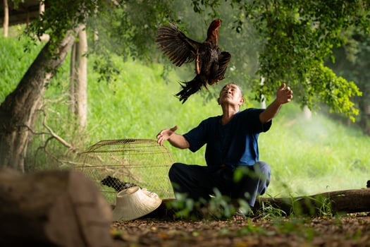 Villagers in rural Thailand are raising fighting cocks to compete in cockfighting, a native sport. photo