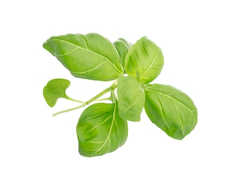Basil leaves isolated on white background photo