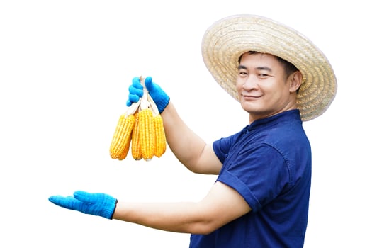 Handsome Asian man farmer wears hat,blue shirt and gloves, hold corns, make hand gesture to present product, isolated on white background. Concept, agriculture occupation photo