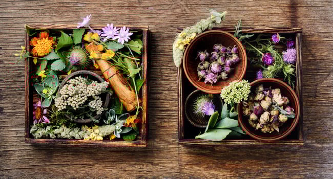 Herbs medicine flowers photo