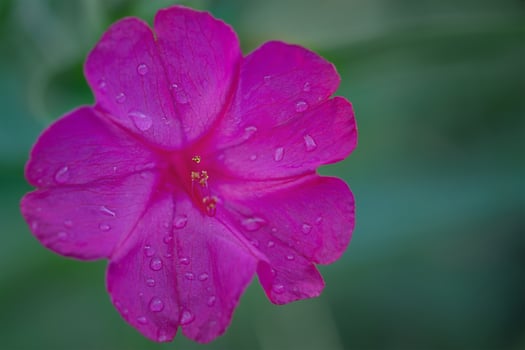 Pink petals and yellow stamens. The pink flower mirablis is called the night beauty. photo
