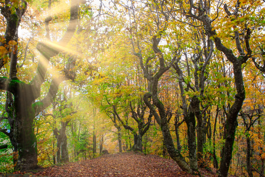 Forest with the bright colors photo