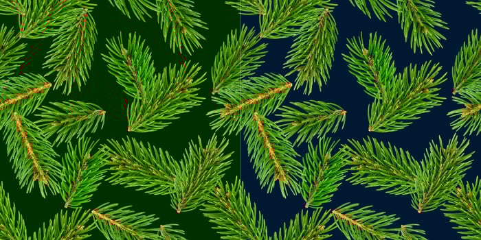 Fir tree branches seamless pattern, pine branch, Christmas conifer isolated on green background photo
