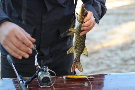 The fisherman removes the caught pike fish from the hook. photo
