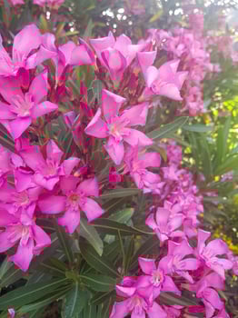Beautiful Oleander Flowers in a Garden photo