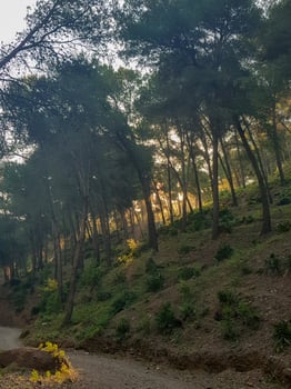 A ray of sunlight enters among the pine forests photo