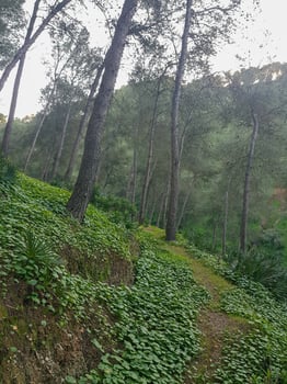 Serene beauty of a small mountain footpath in a stunning natural setting photo