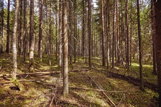 Beautiful landscape of pine forest in summer day. The tall trees of the pine trees growing in the old forest. photo